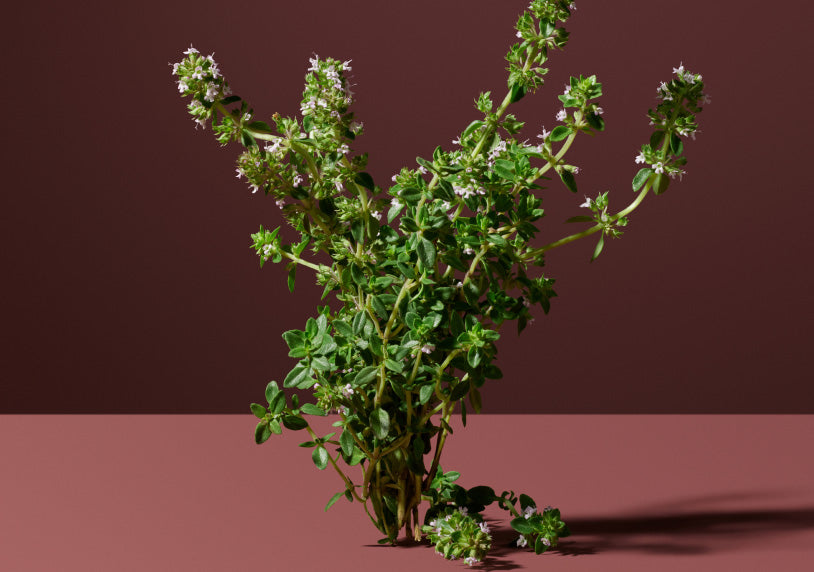 Wild Thyme branches on a pink backdrop.